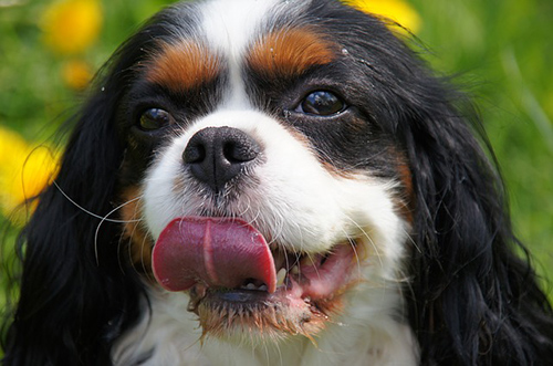 cavalier king charles spaniel energy level