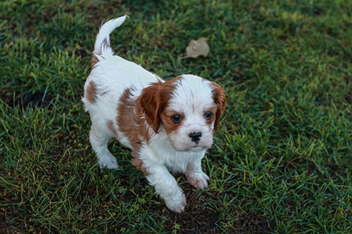 cavalier king charles spaniel puppies