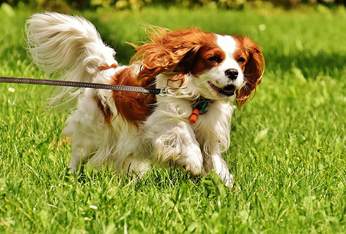 cavalier king charles spaniel rescue