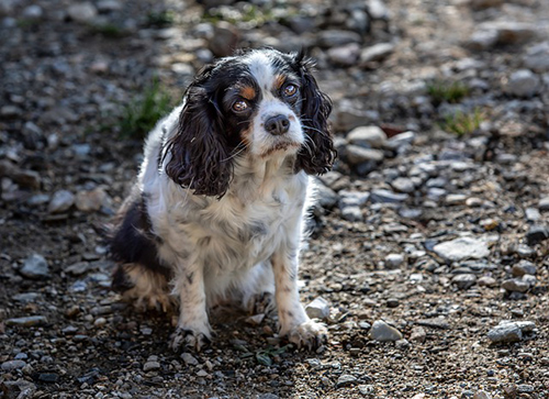 cavalier king charles spaniel size