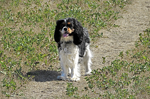 cavalier king charles spaniel temperament