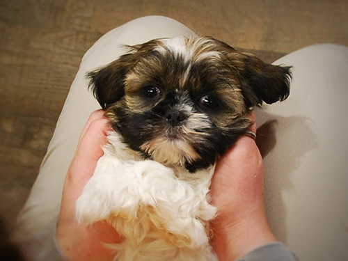 champion shih tzu breeders