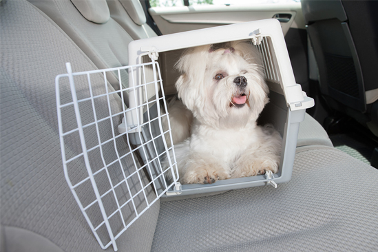 shih tzu in cheap dog crate