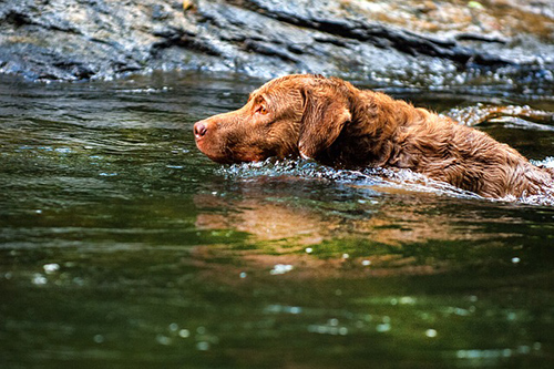 chesapeake bay retriever temperament