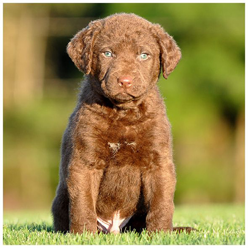 chesapeake bay retriever puppy