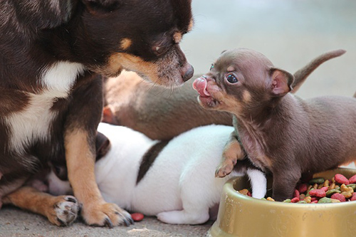 chihuahua puppies