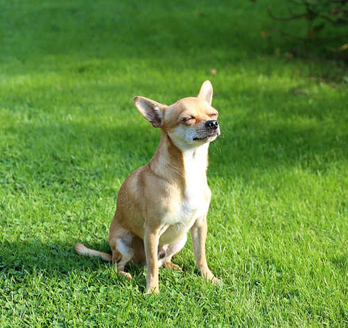 chihuahua weight