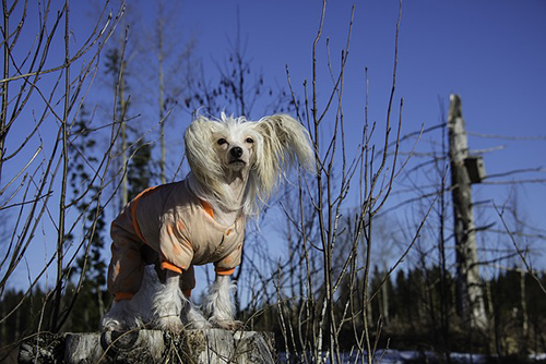 chinese crested dog temperament
