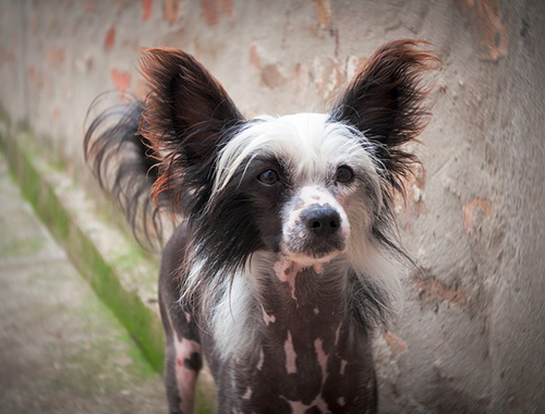 chinese crested dog weight
