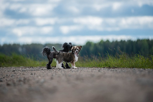 chinese crested height