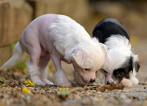 chinese crested puppies