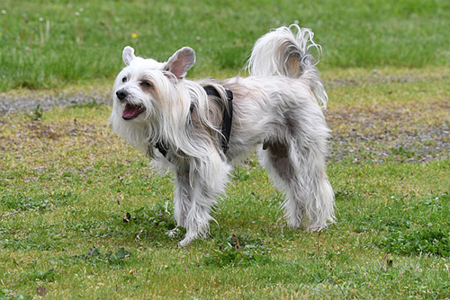 chinese dog breeds