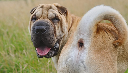 Image of  Chinese fighting dog the Shar-Pei