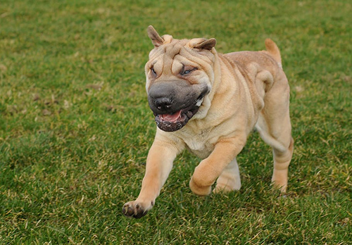 Image of Chinese Shar-Pei running