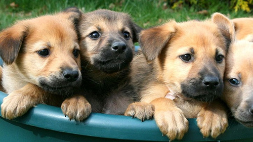 Chinook puppies cuddled together in a basket