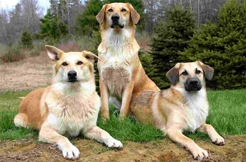 Group of Chinook dogs standing guard