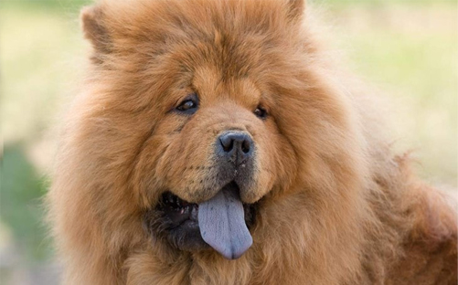 chow chow looking majestic