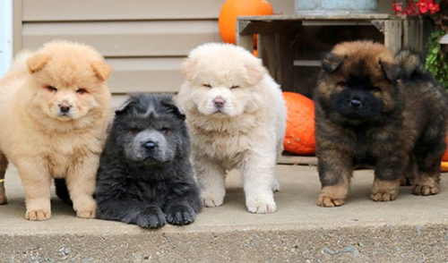 4 chow chow puppies standing on the step