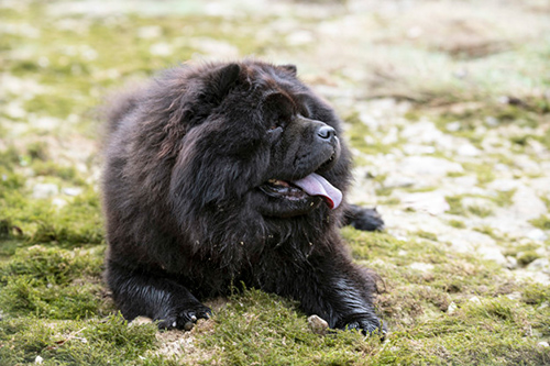 Chow Chow showing his quiet, and reserved temperament