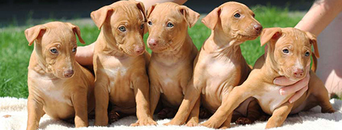 cirneco dell'etna puppies