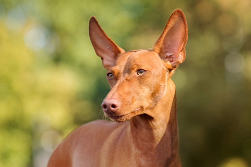 cirneco dell'etna temperament