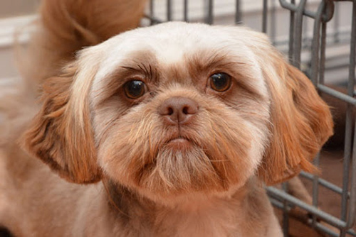 handsome brown Shih Tzu male looking into the camera like he knows he's taking a picture