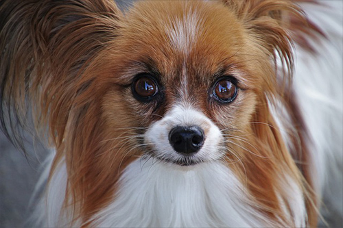 close up on the face of a Papillon dog