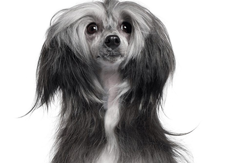 close up on the face of a cute Chinese Crested
