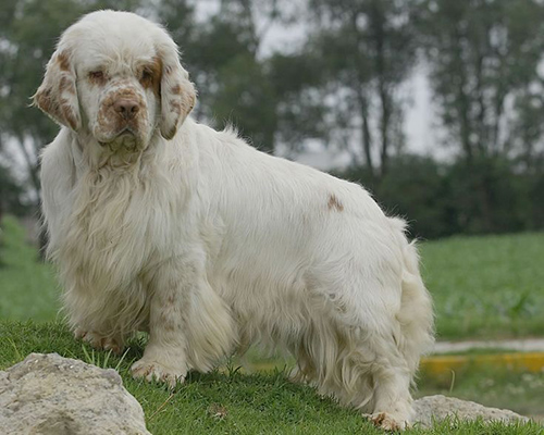 clumber spaniel rescue