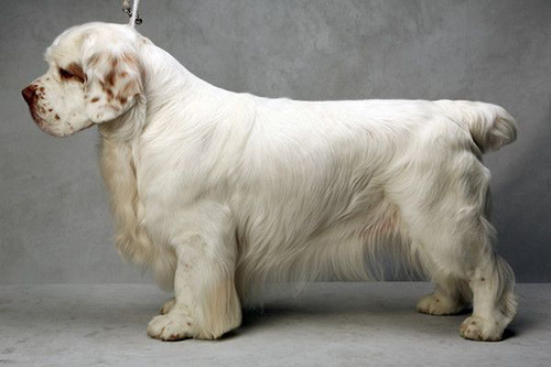 Clumber Spaniel excellent hunting breed