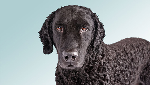 Curly coated retriever looking straight into the camera