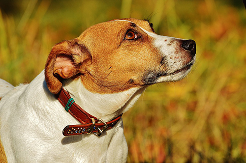 Collar harness or leash which is best