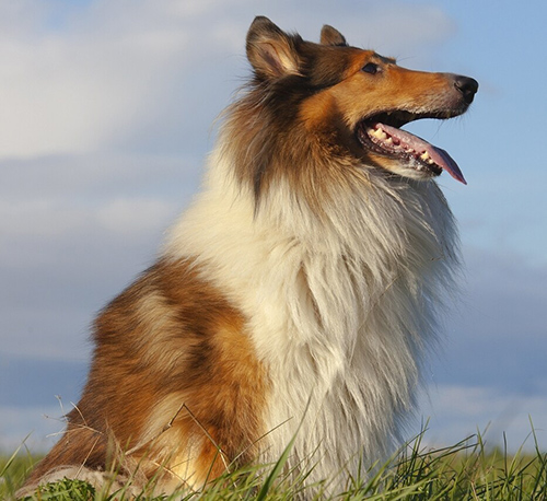 rough collie sitting in a field of grass