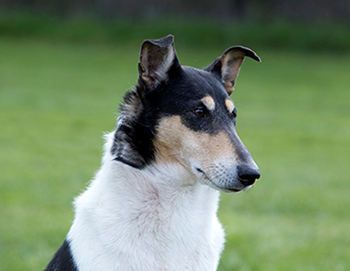 close up image of a smooth collie