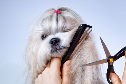 untangle shih tzu hair knots