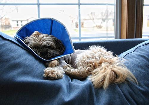 common shih tzu health problems