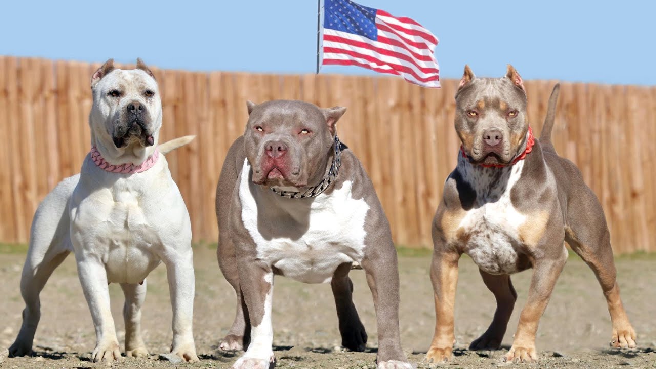 Dog Breeds The 7 Most Popular Breeds in America Dogs we All Love