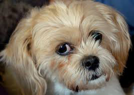 Cost of a Shih Tzu