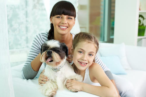 cost of owning a shih tzu