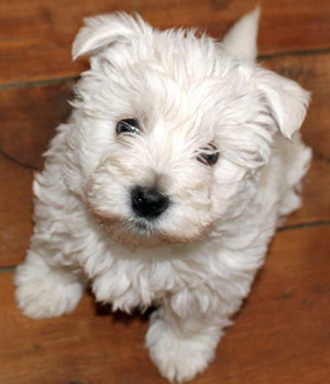 Adorable Coton de Tulear looking up at the camera