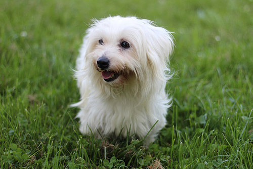 Coton de Tulear dog relaxing on the grass