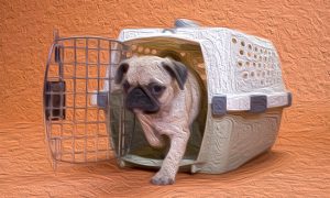 crate training dogs - image of dog coming out of its crate
