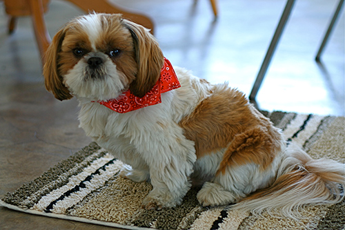 crate training your shih tzu