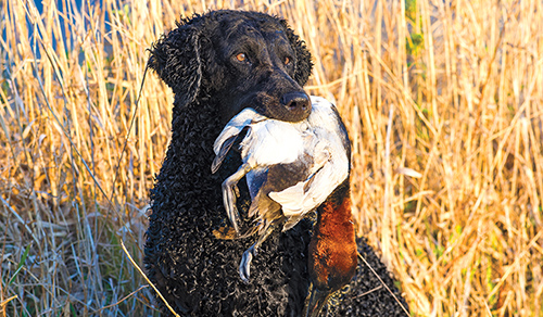 Curly Coated Retriever with a game fowl in its mouth