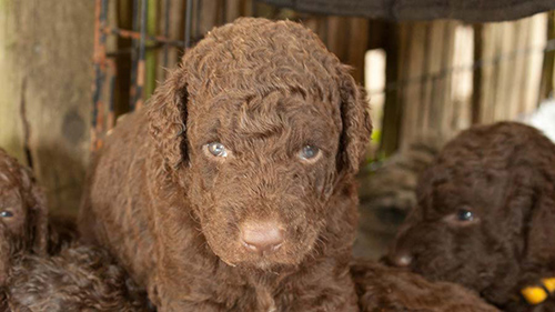 Curly Coated Retriever puppies