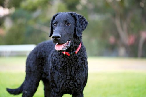 curly-coated retriever looking for work