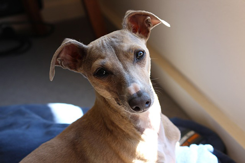 cute and adorable little Italian Greyhound
