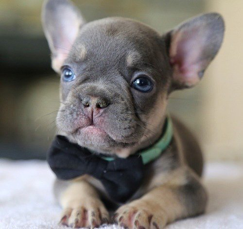 amazingly cute french bulldog puppy being good for the camera