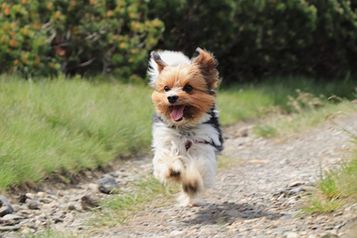 Cute little dog of the toy group running on a dirt road