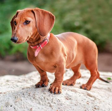 Adult brown Dachshund dog standing on a rock